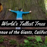 A Thumbnail for Avenue of the Giants, California - Want to See World's Tallest Trees?