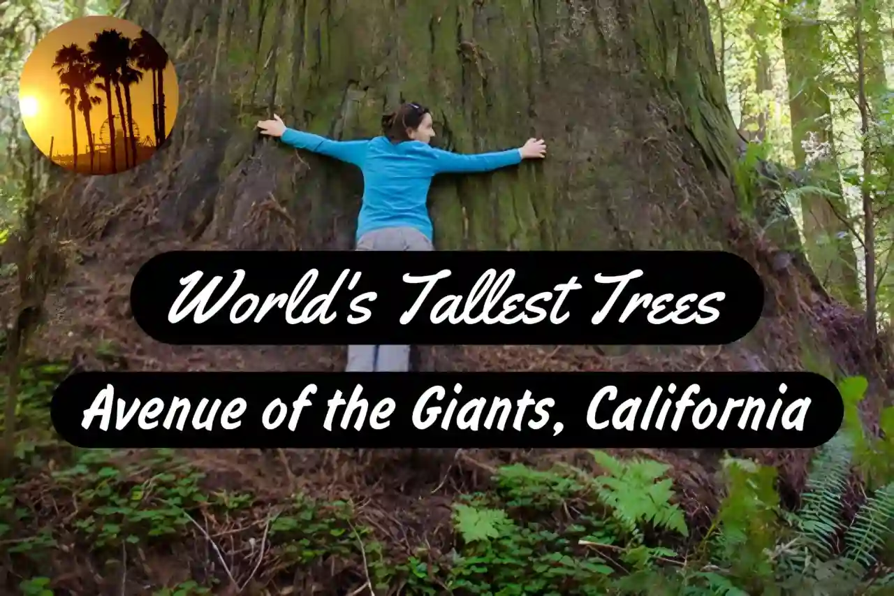 A Thumbnail for Avenue of the Giants, California - Want to See World's Tallest Trees?