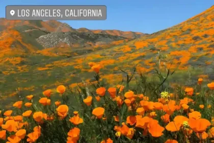 A Thumbnail for 9 Most Beautiful Spring Flowers in California