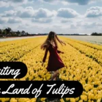 Thumbnail for Netherlands Best View of Tulip Flowers: Holland Tulip Season 2024