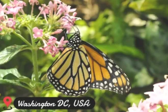 Butterfly Pavilion: Plan your Trip to Washington DC 2024